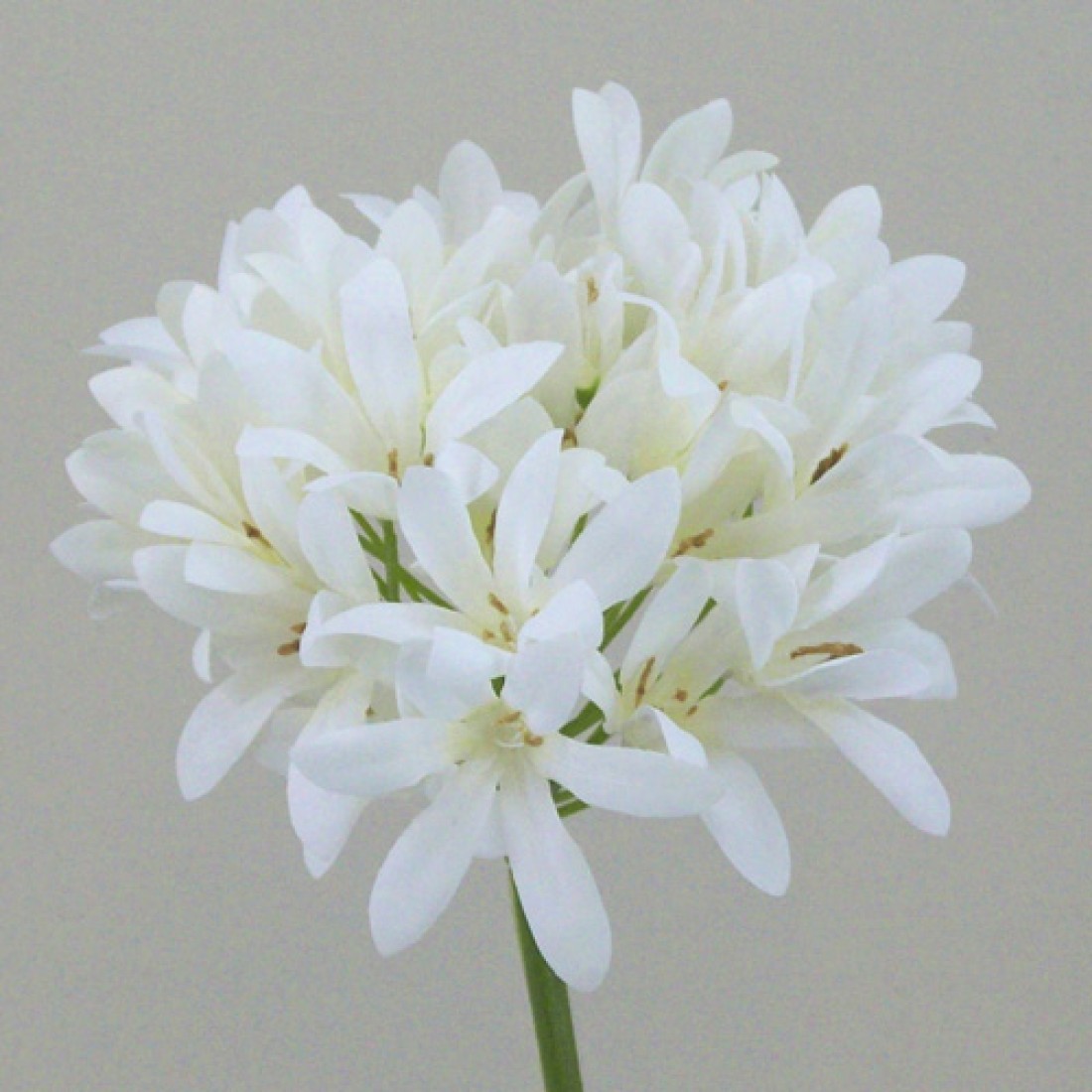 Agapanthus Cream Artificial Flowers